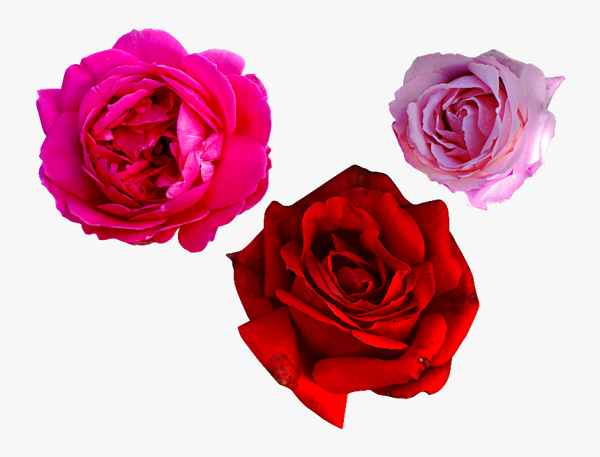Red And Pink Rose Png, Transparent Png, Free Download