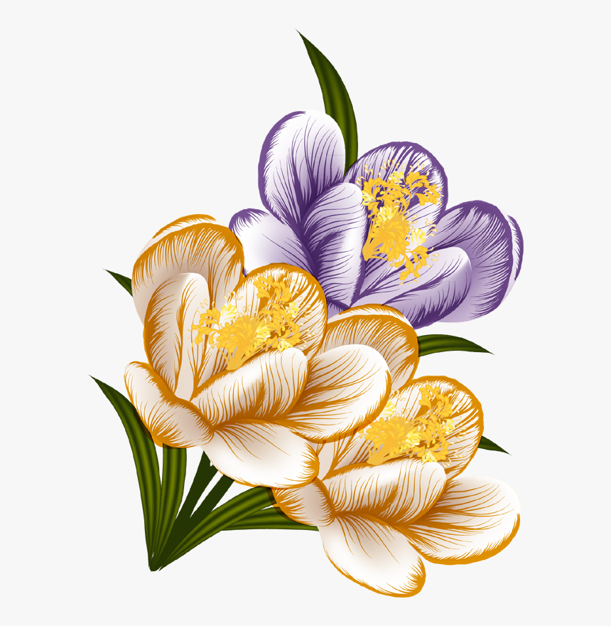 Snow Crocus, HD Png Download, Free Download