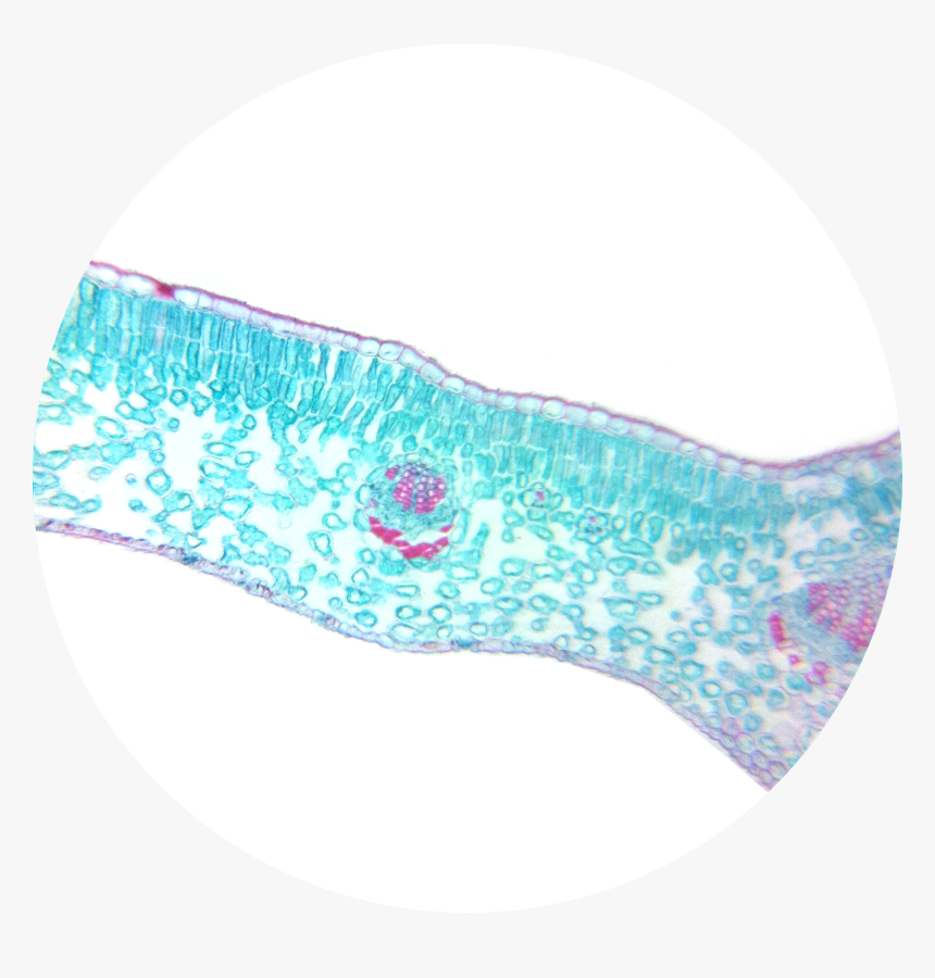 Winter Jasmine Leaf Cross Section - Dicot Leaf Cross Section Microscope, HD Png Download, Free Download