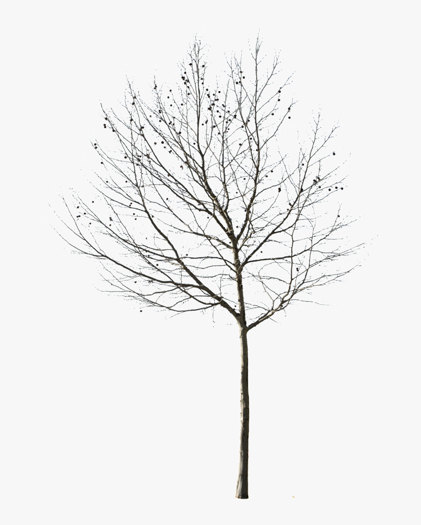 Deciduous Tree Png - Winter Tree Cut Out, Transparent Png, Free Download