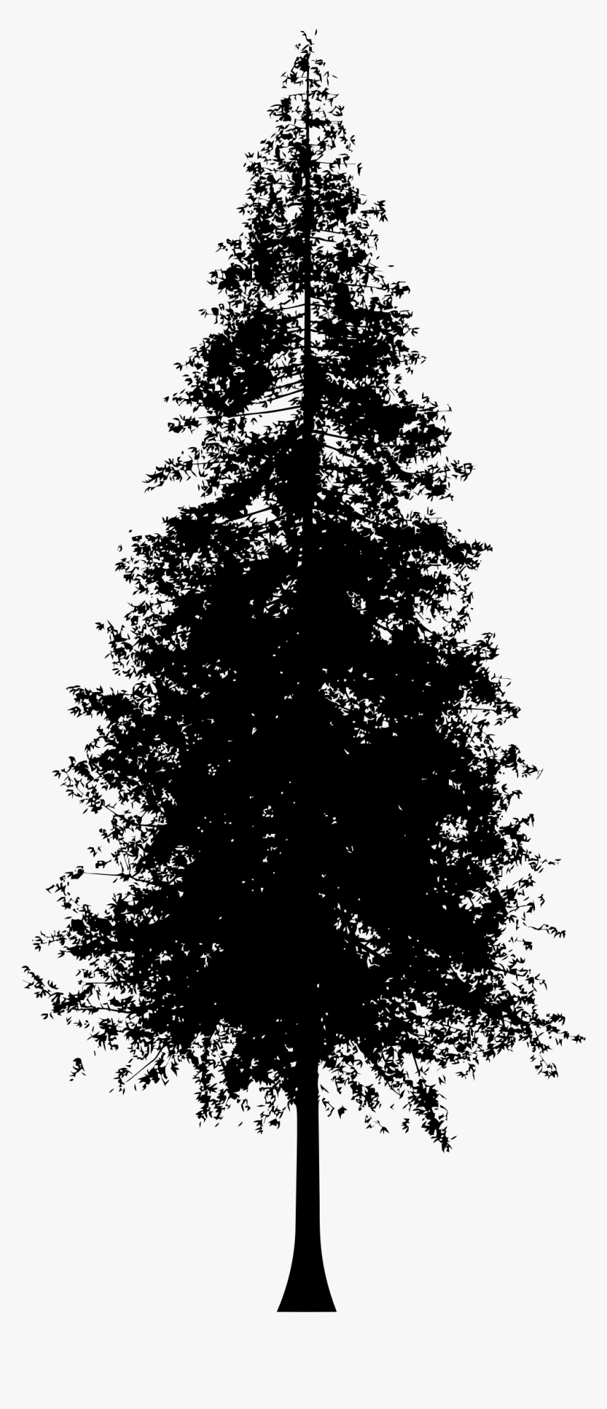 Redwood Tree Silhouette Vector, HD Png Download, Free Download