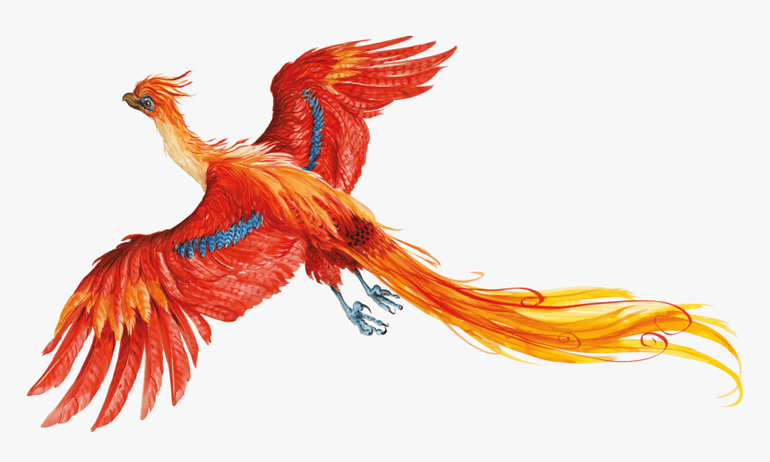 Harry Potter Png No Background - Harry Potter Phoenix Illustration, Transparent Png, Free Download