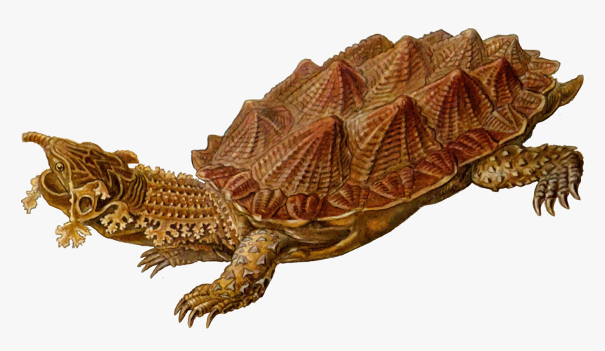 Turtle,reptile,tortoise - Tortugas De La Prehistoria, HD Png Download, Free Download