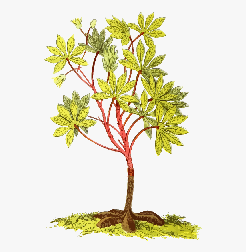 All Photo Png Clipart - Cassava Plant Png, Transparent Png, Free Download