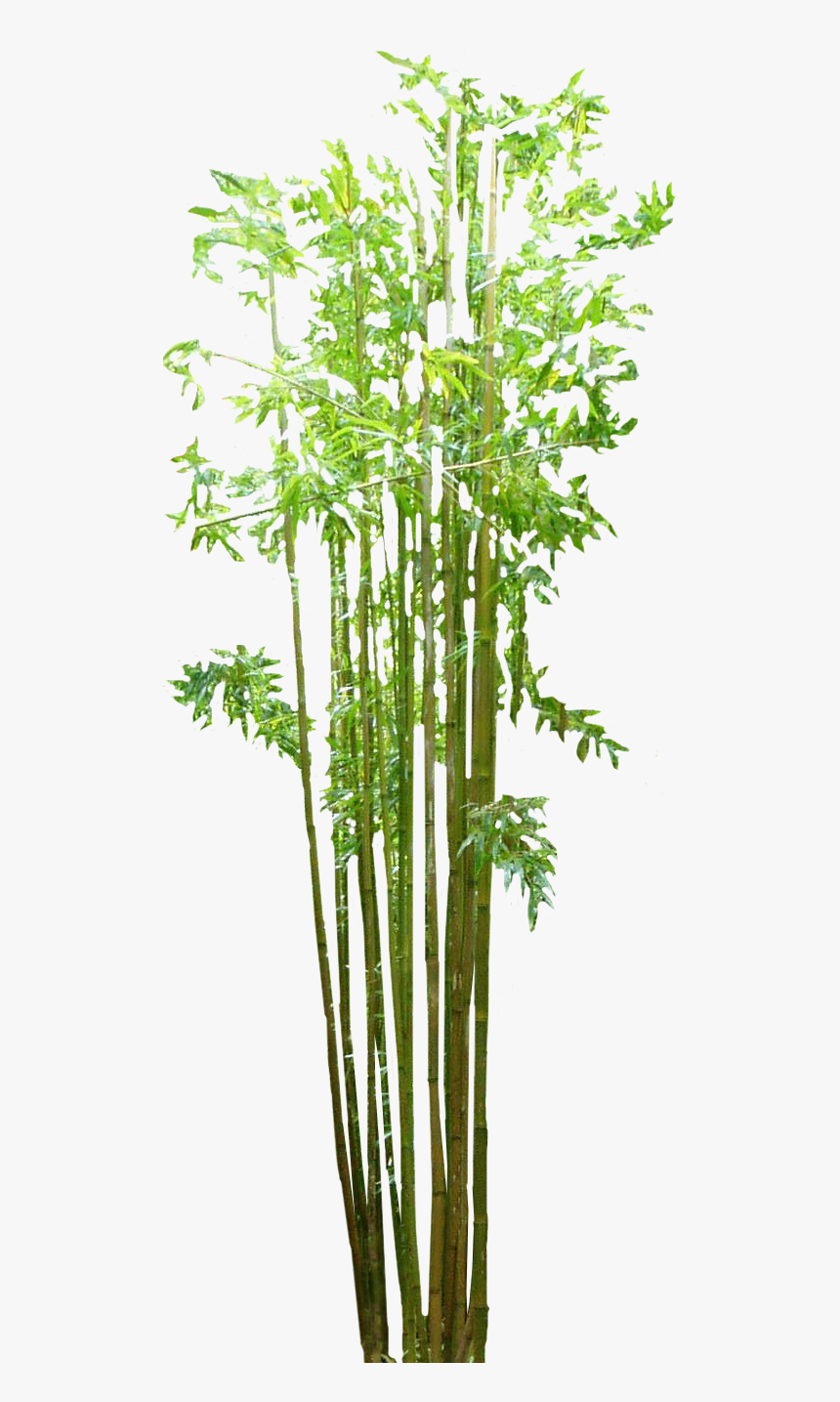 Bamboo Grasses Web Browser - Transparent Background Bamboo Plants Png, Png Download, Free Download