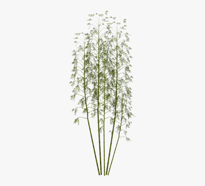 Bamboo, Plant, Wellness, Digital Art, Isolated - Japanese Bamboo Plant Png, Transparent Png, Free Download