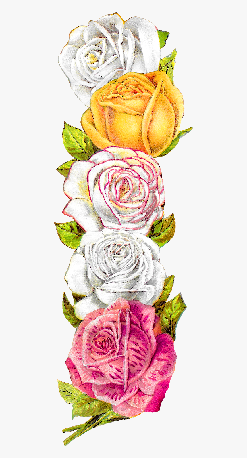 Vintage Rose Border, HD Png Download, Free Download