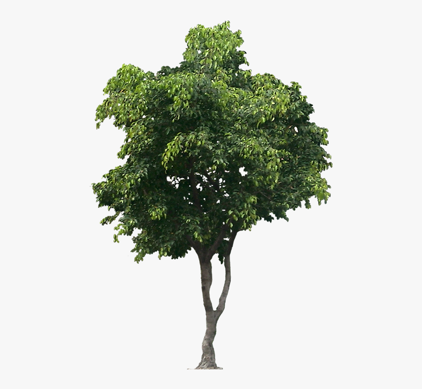 Tree Png For Architect, Transparent Png, Free Download