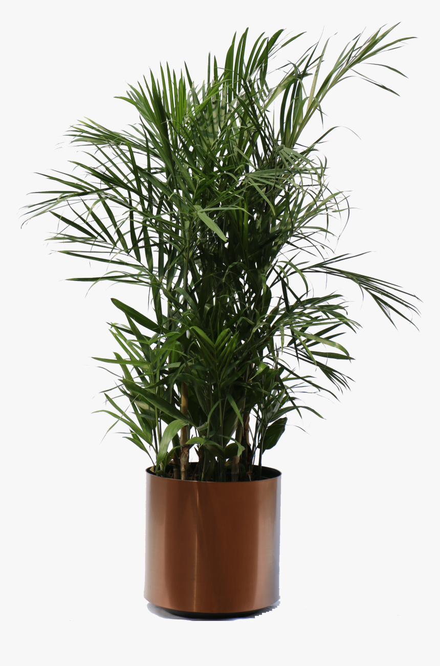 Clip Art Collection Of Free Transparent - Transparent Indoor Plants Png, Png Download, Free Download