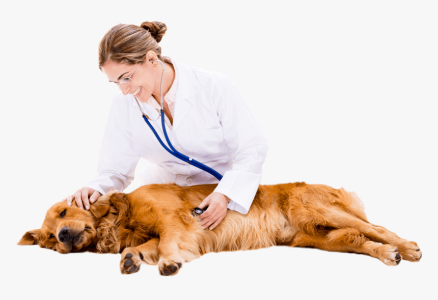 Vet Png » Png Image - Companion Dog, Transparent Png, Free Download