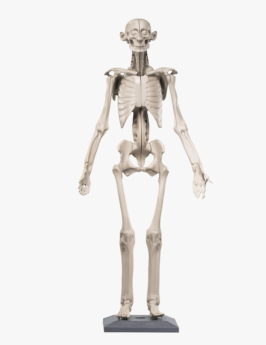Anatomy In Clay Maniken, HD Png Download, Free Download