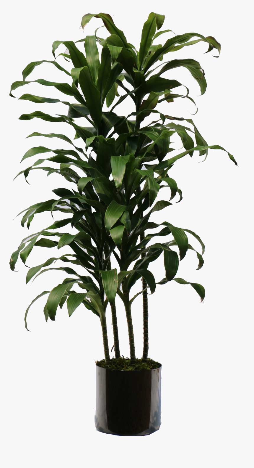 Indoor Plants Png - Transparent Indoor Tree Png, Png Download, Free Download