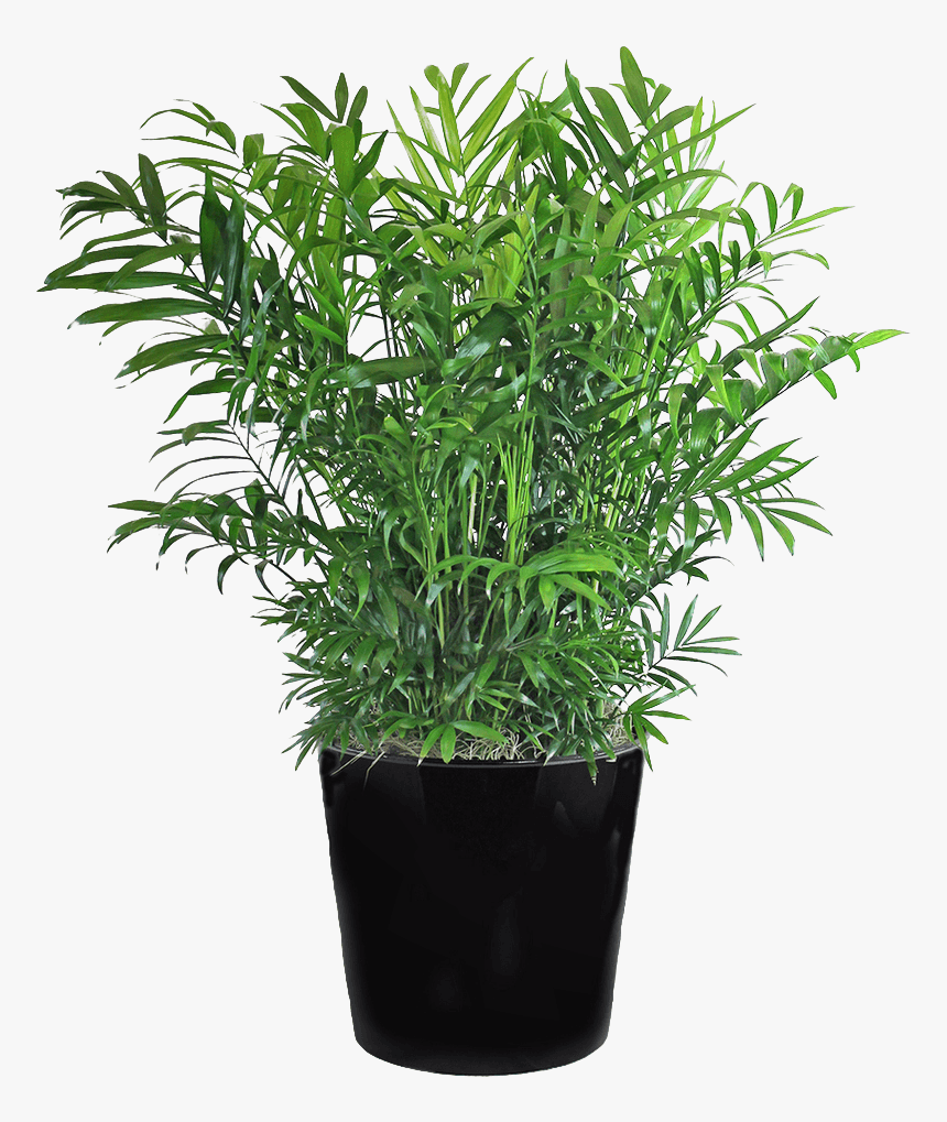 Neanthe Bella Parlor Palm, HD Png Download, Free Download