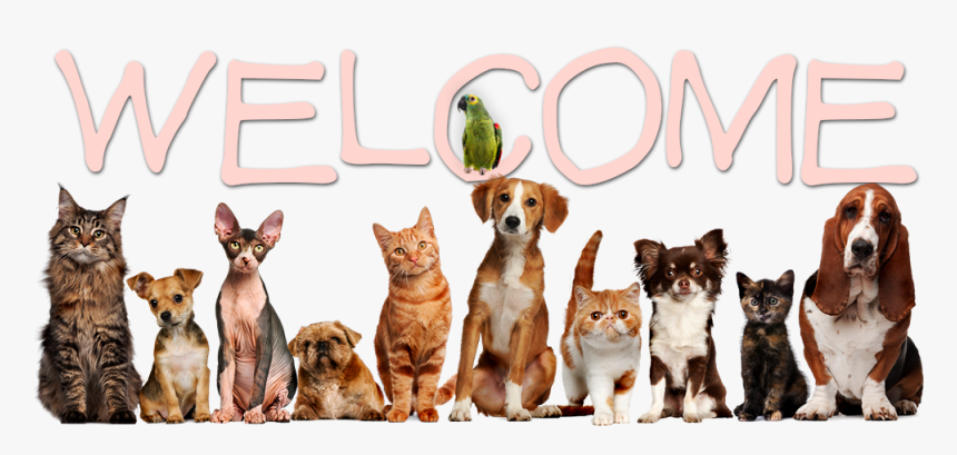 Welcome - Many Dogs And Cats, HD Png Download, Free Download