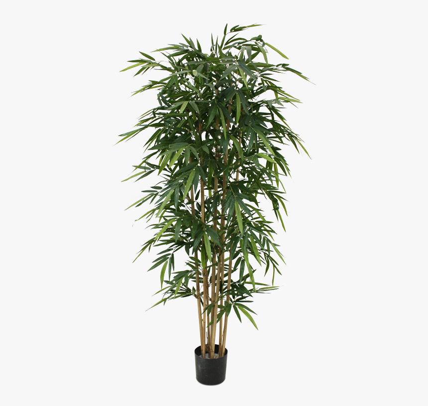 Bamboo Tree Png, Transparent Png, Free Download