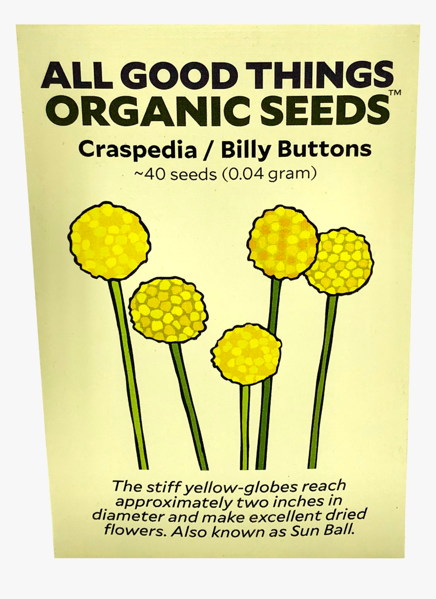Craspedia Flower / Billy Buttons - Flower, HD Png Download, Free Download