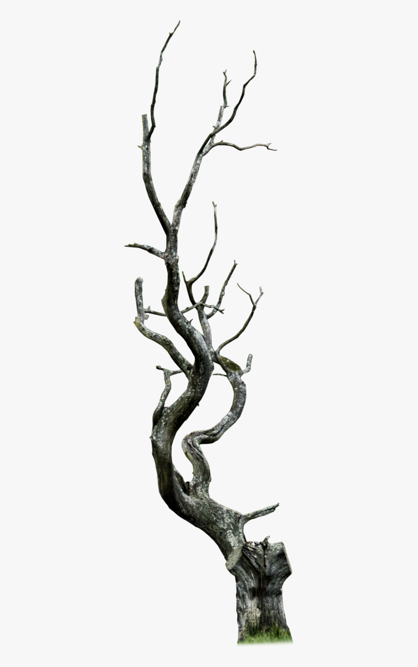 Dead Tree Clipart Thorn Tree - Tree Branch Png, Transparent Png, Free Download