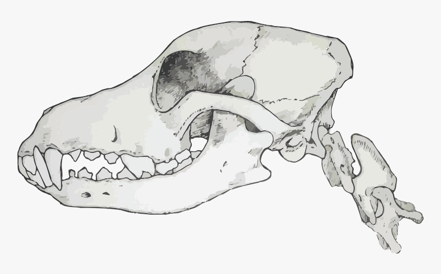 Carnivores Have Sharp Jagged Teeth Which Are Designed - Transparent Canine Skull, HD Png Download, Free Download