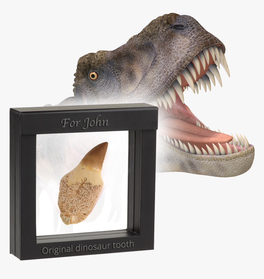 Original Dinosaur Tooth - Dinosaurs Diente, HD Png Download, Free Download