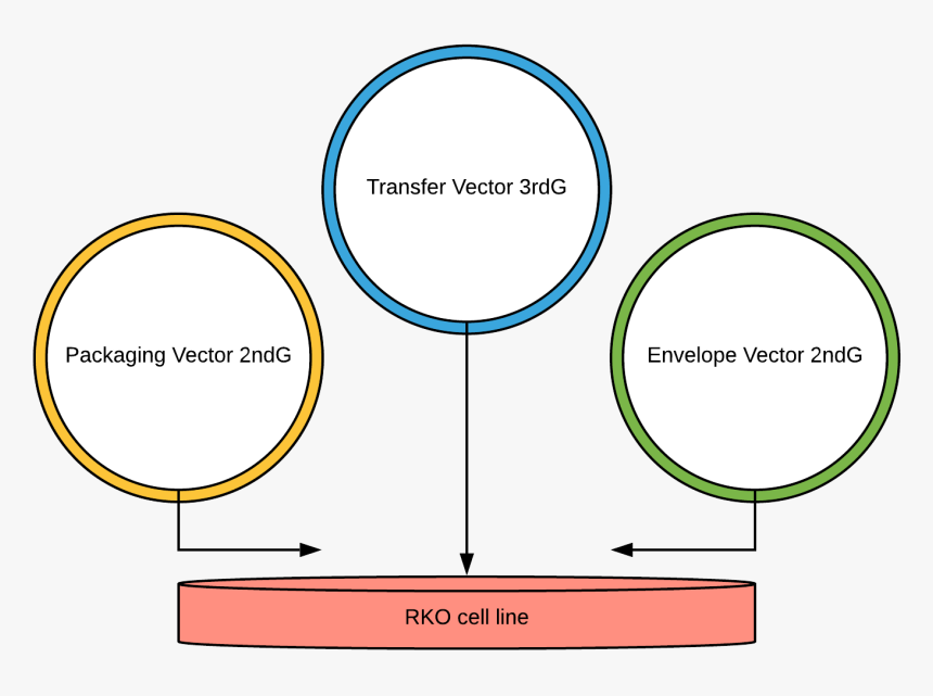 Our Main Design Of Lentiviral Transfection Into Rko - Circle, HD Png Download, Free Download