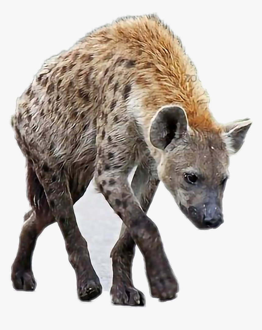 Spotted Hyena , Png Download - Transparent Hyena, Png Download, Free Download