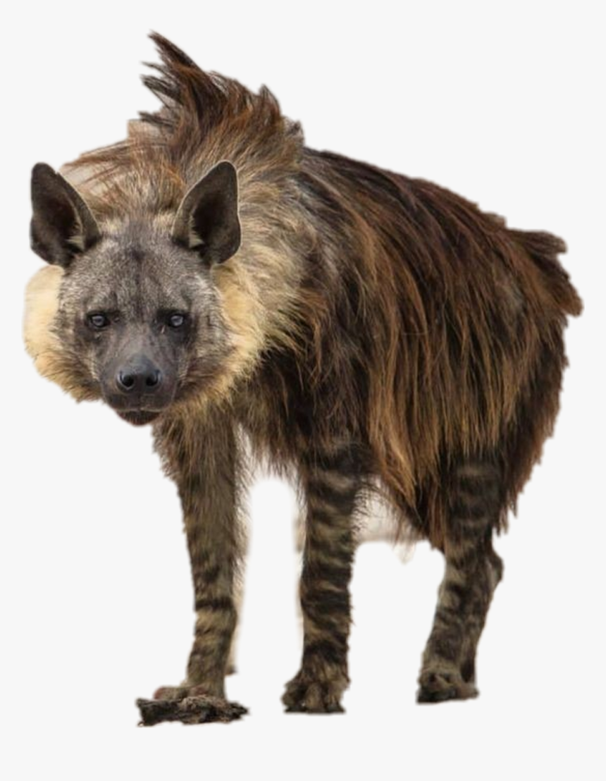 Brown Hyena , Png Download, Transparent Png, Free Download