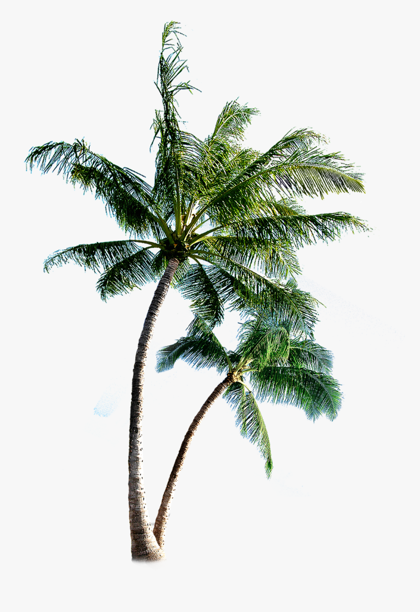 Coqueiros-png Palm Tree Transparent Tumblr - Transparent Background Palm Tree Png, Png Download, Free Download