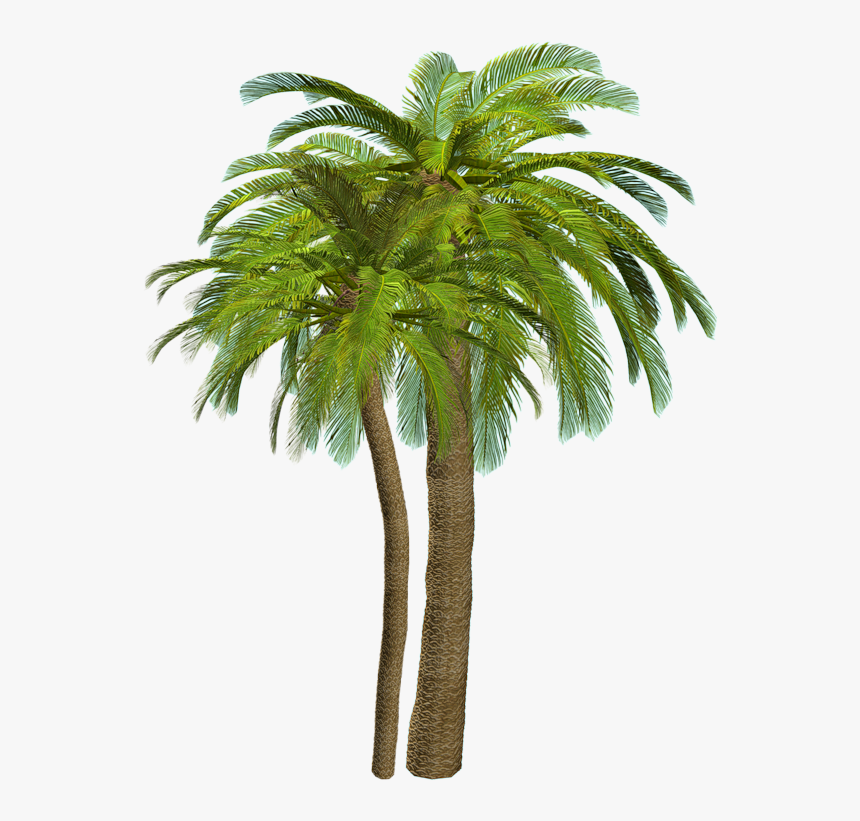 Palm Tree For Photoshop, HD Png Download, Free Download