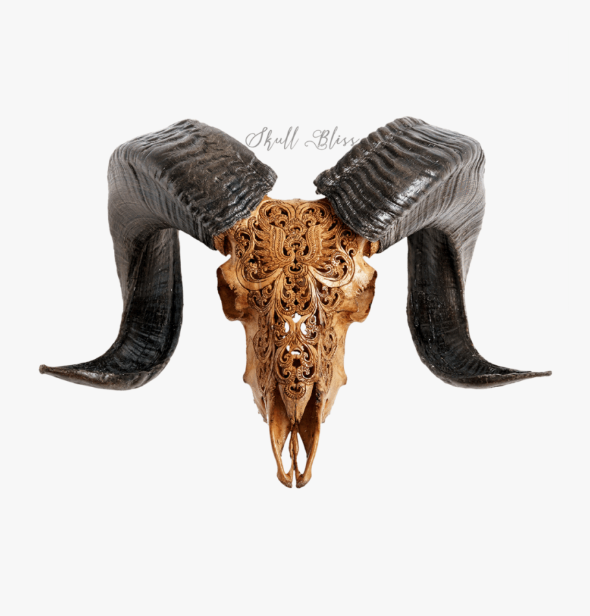 Transparent Goat Skull Clipart - Bull, HD Png Download, Free Download