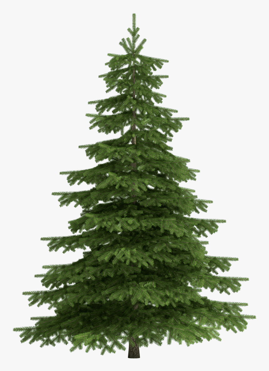 Isolated Spruce Tree, HD Png Download, Free Download