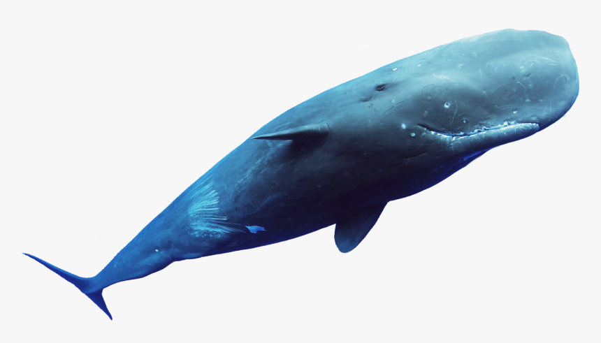 Sperm Whale Cutout Png - Harbour Porpoise, Transparent Png, Free Download