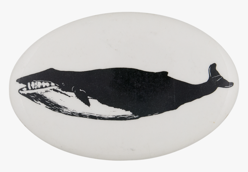 Greenpeace Blue Whale Cause Button Museum - Killer Whale, HD Png Download, Free Download