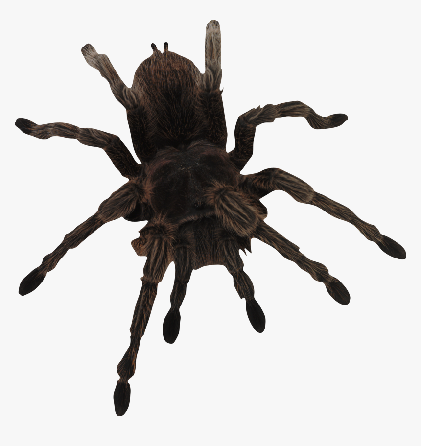 Giant Black Spider In Delaware, HD Png Download, Free Download