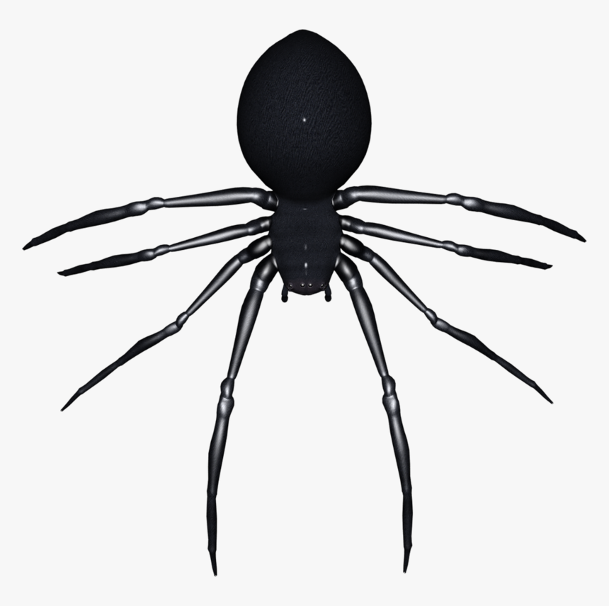 Halloween Image Art - Araneus, HD Png Download, Free Download