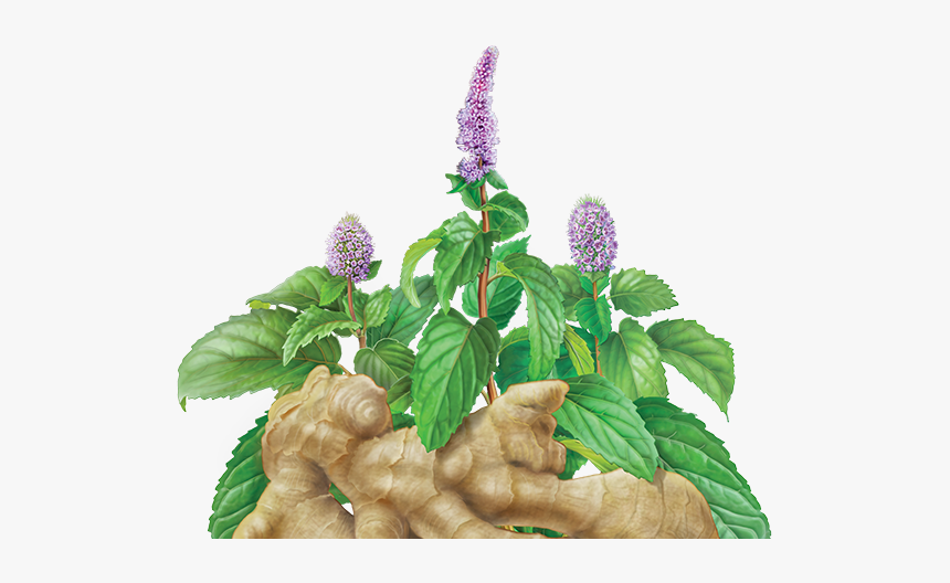 Ginger Peppermint - Herb, HD Png Download, Free Download