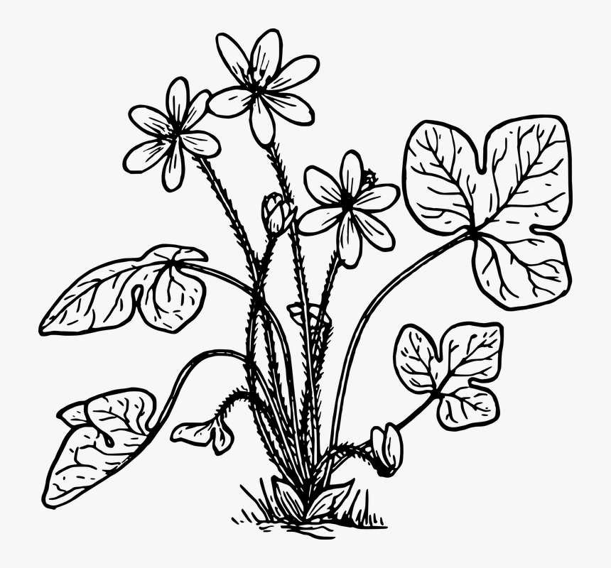 Herbs Plant Clipart Black And White, HD Png Download, Free Download