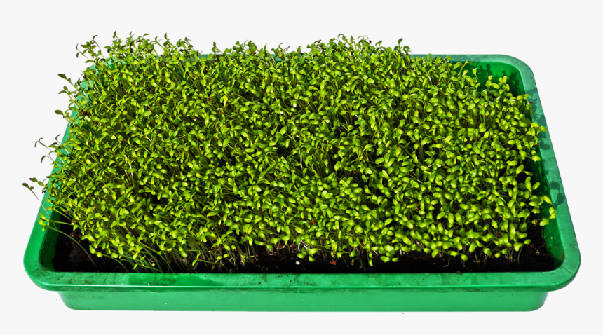 Hydroponic Microgreens Tray, HD Png Download, Free Download