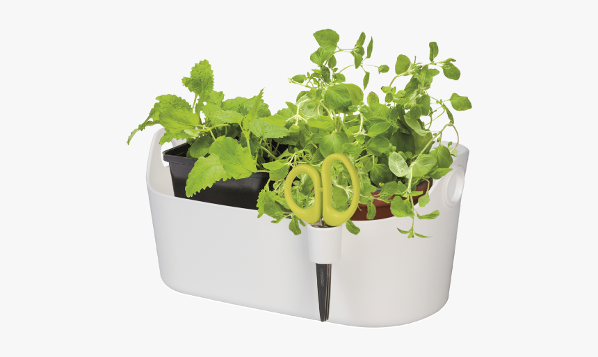 Herbs Png, Transparent Png, Free Download