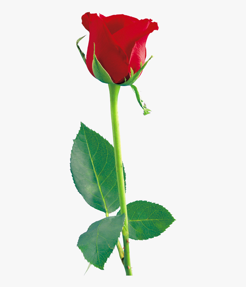 Rose Png Hd, Transparent Png, Free Download