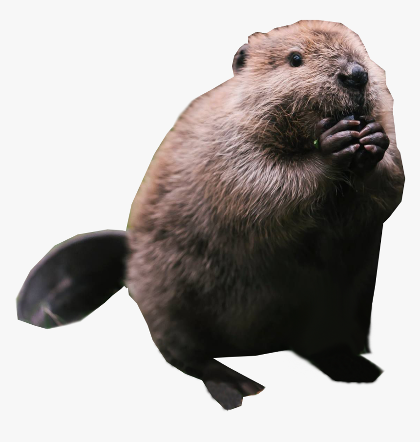Chubby Beaver Images - Transparent Background Beaver Png, Png Download, Free Download