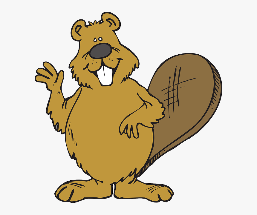 Beaver Png - Clipart Beaver, Transparent Png, Free Download