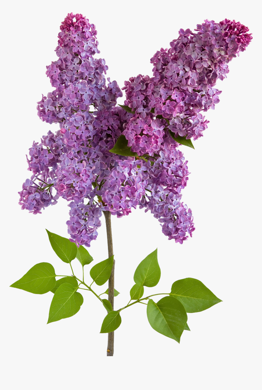 Lilac Png - Body Shop Lavender Shower Gel, Transparent Png, Free Download