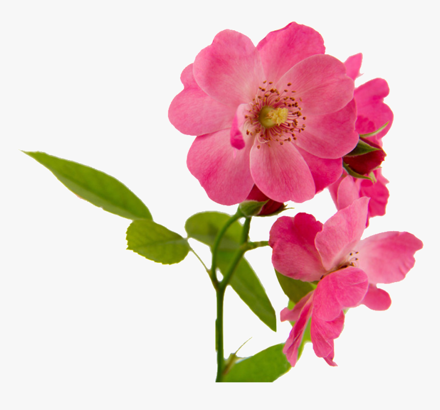 Pink Flowers Beautiful Png Hd Powerpoint Download Png - Rosa Canina Png, Transparent Png, Free Download