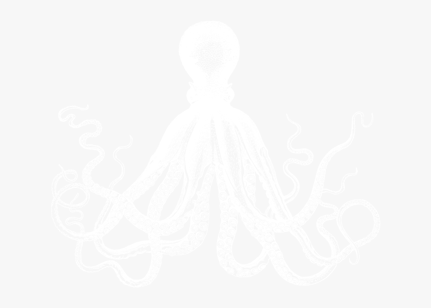 White-octopus3 - Octopus With Black Background, HD Png Download, Free Download