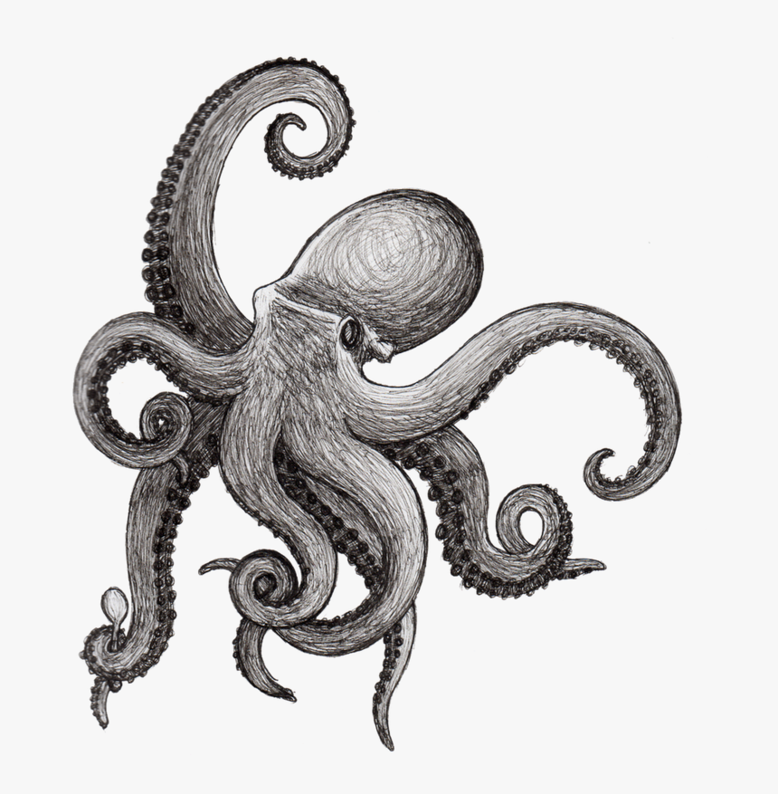 Octopus Drawing Squid Kraken Cephalopod - Octopus Drawing Png, Transparent Png, Free Download