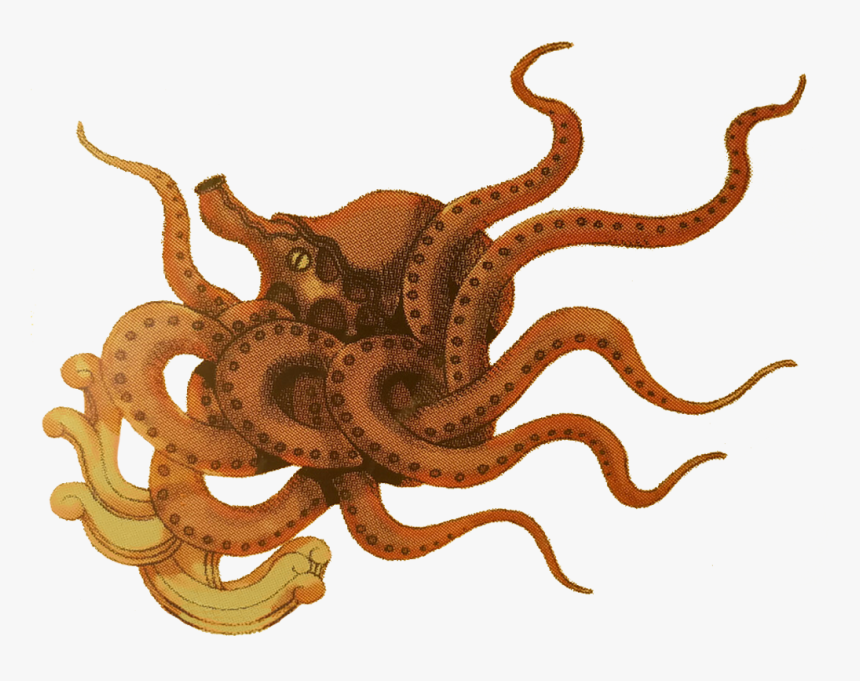 Kraken Icon , Png Download - Octopus, Transparent Png, Free Download