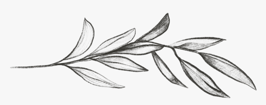 Twig - Sketch, HD Png Download, Free Download