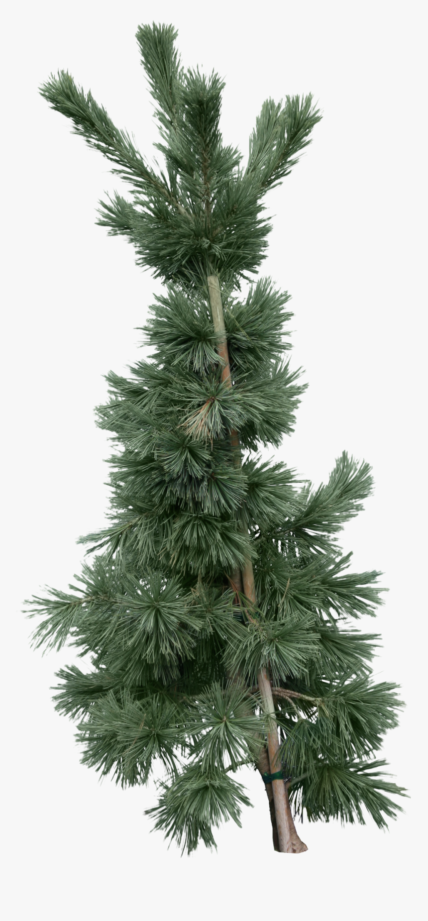 Fir Tree Png Image - Branch Png Fir, Transparent Png, Free Download