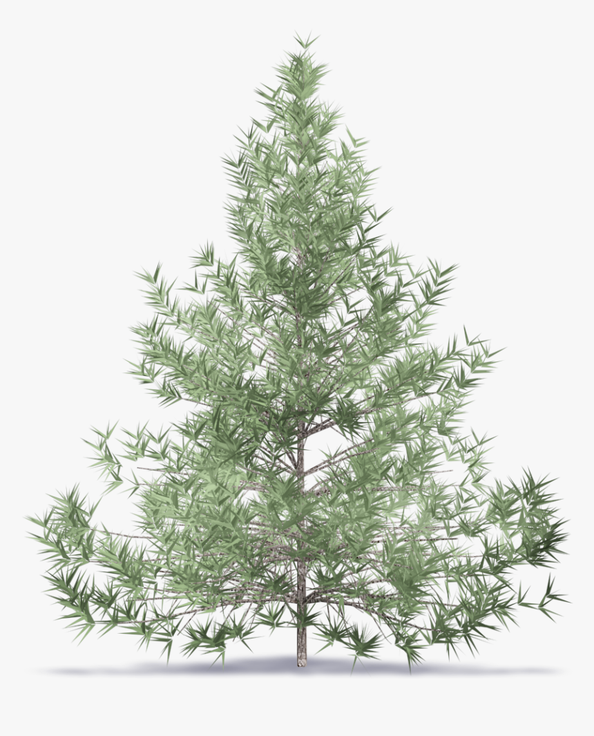 Fir Tree - Flocked Christmas Tree, HD Png Download, Free Download