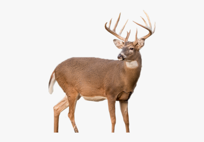 Whitetail Deer Png, Transparent Png, Free Download